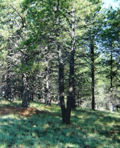 AF Village West Lot 170 - Price Reduction!!