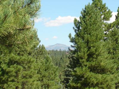 Lot 1286