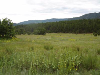 Horse Property in Sierra Bonita