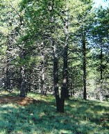 Lot 170 AF Village West