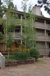 Pinetree 312