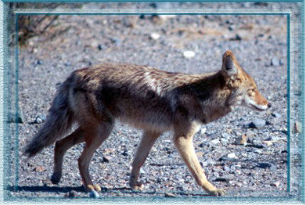 We also have coyotes and other animals native to our land.