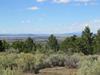 Amidst Pinon and Juniper in Weimer Foothills