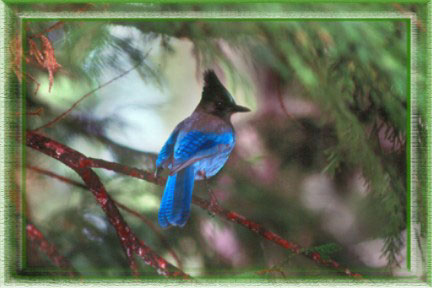 Mountain property lets you enjoy the abundant bluejays in our forests. Land for sale in Angel Fire, New Mexico.