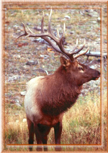 Elk and deer are your backyard neighbors.