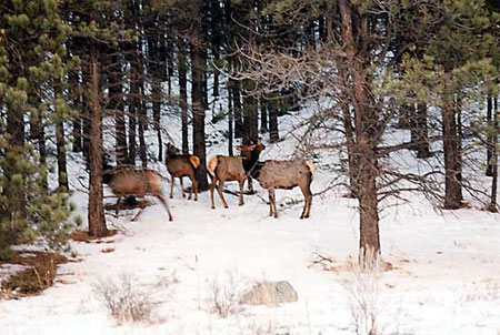 Elk and deer are your backyard neighbors.