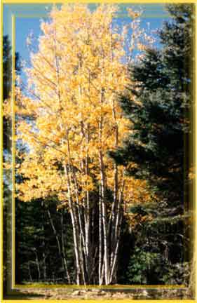 Fall at Taos Pines Ranch.