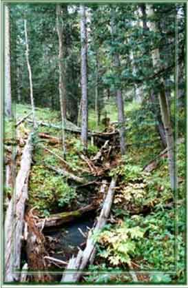 One of the streams meandering through Hidden Lake.