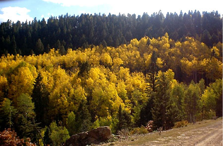 Fall at Taos Pines Ranch.