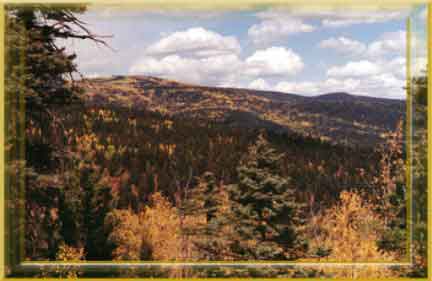 Taos Pines Ranch land for sale.